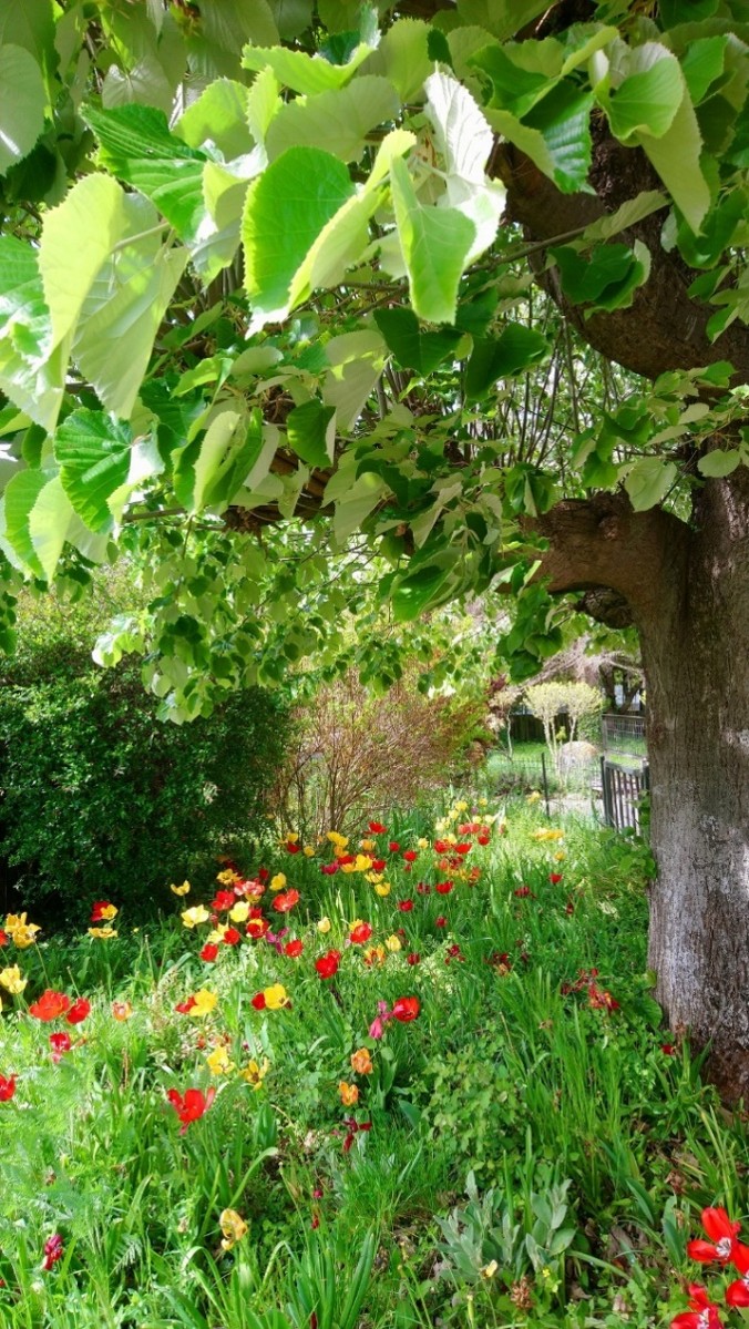Parterre de fleurs ombragé sous un arbre