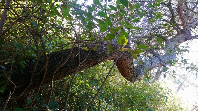 Photo d'une branche d'arbre tortueuse