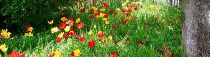 Photo de fleurs colorées sous un arbre