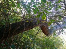 Photo d'une branche d'arbre tortueuse