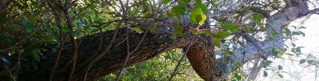 Photo d'une branche d'arbre tortueuse