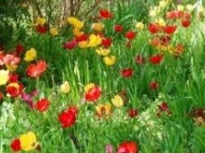 Photo de fleurs colorées sous un arbre