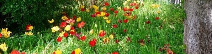 Photo de fleurs colorées sous un arbre